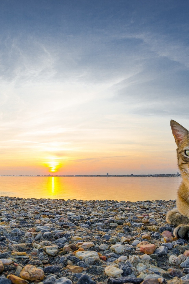 Кот лежит на гальке пляжа на закате