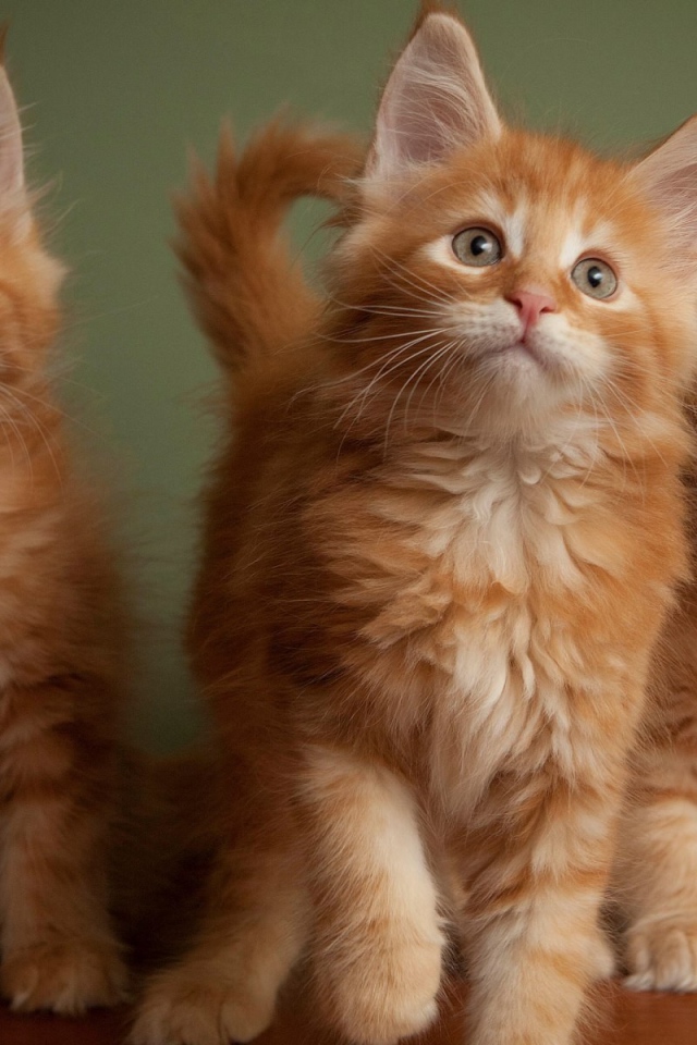 Три рыжих пушистых котенка