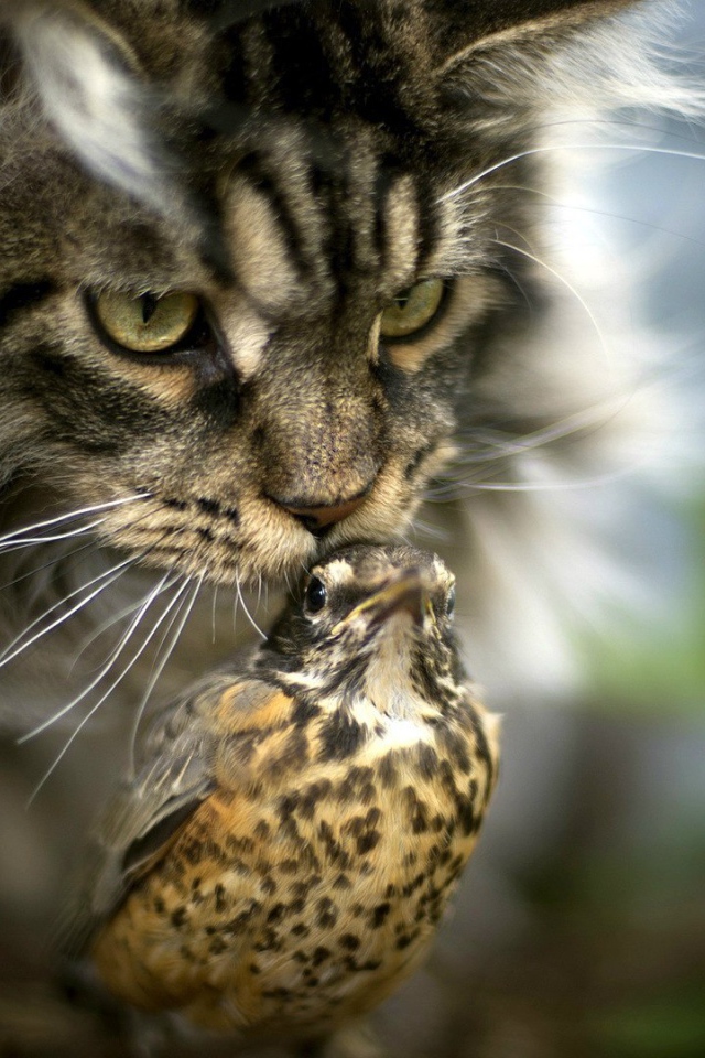 Необычная дружба кота и птицы