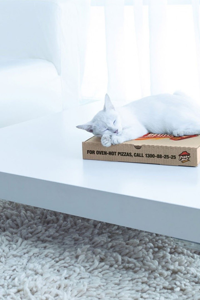 Белый кот спит на коробке на столе