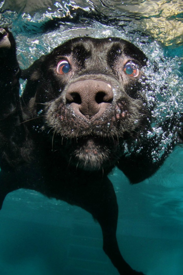 Черная собака под водой