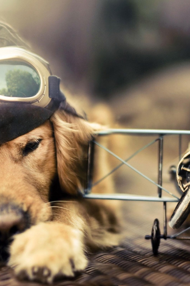 Собака пилот у модели самолета