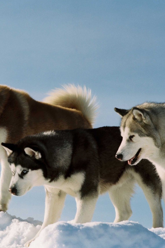 Собаки породы хаски и аляскинский маламут