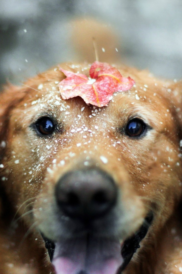 Лист на голове мокрой собаки