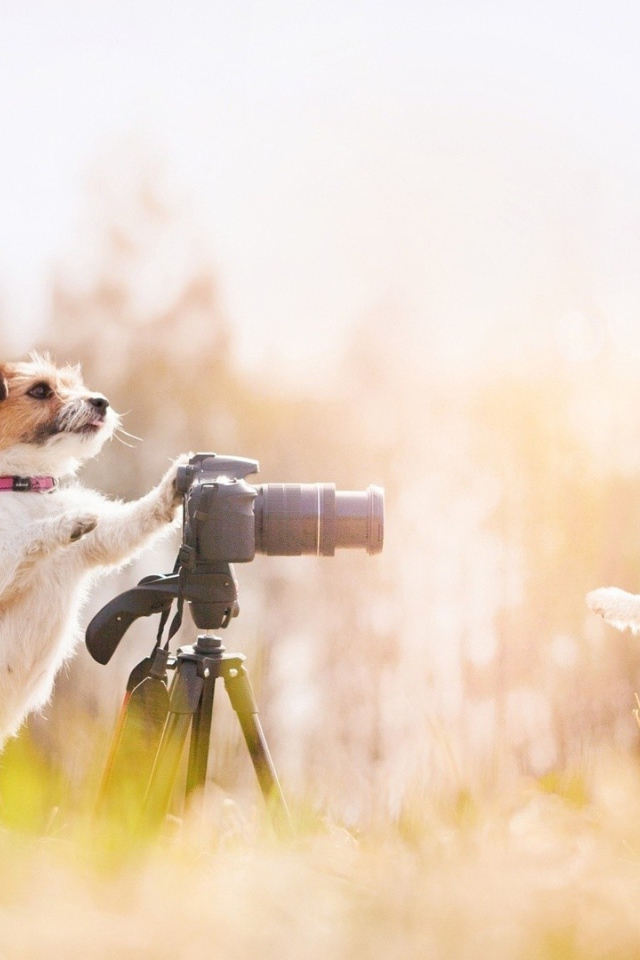 Two dogs photographers