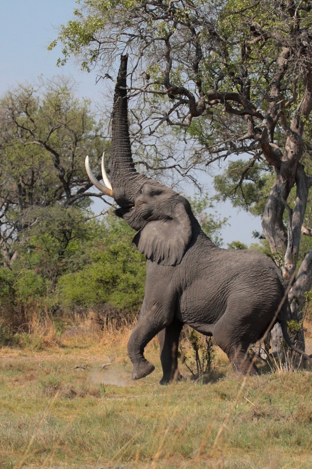 Слон высоко поднял хобот к дереву