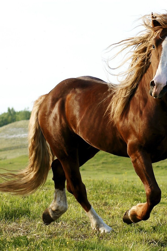Красота и грация гнедого коня