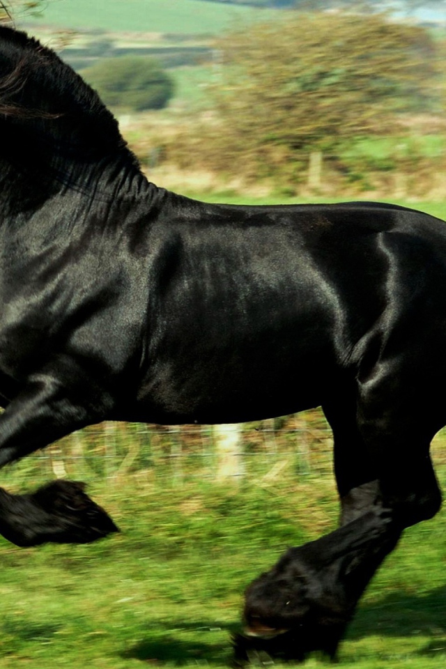 Черный как ночь конь