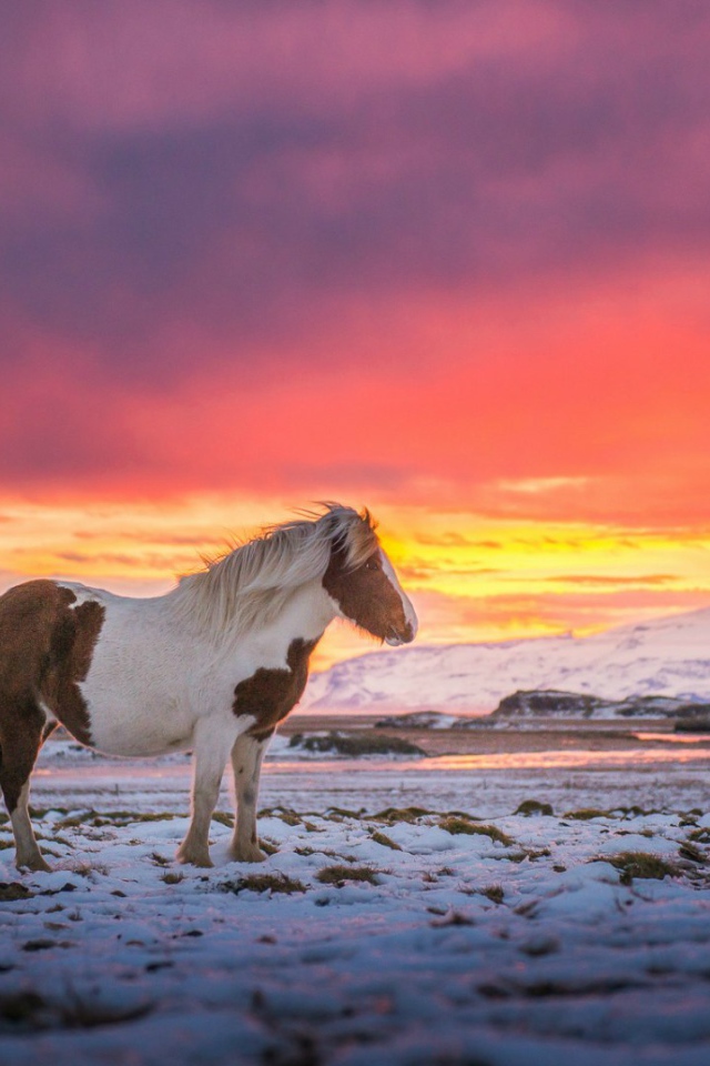 Лошадь в Исландии
