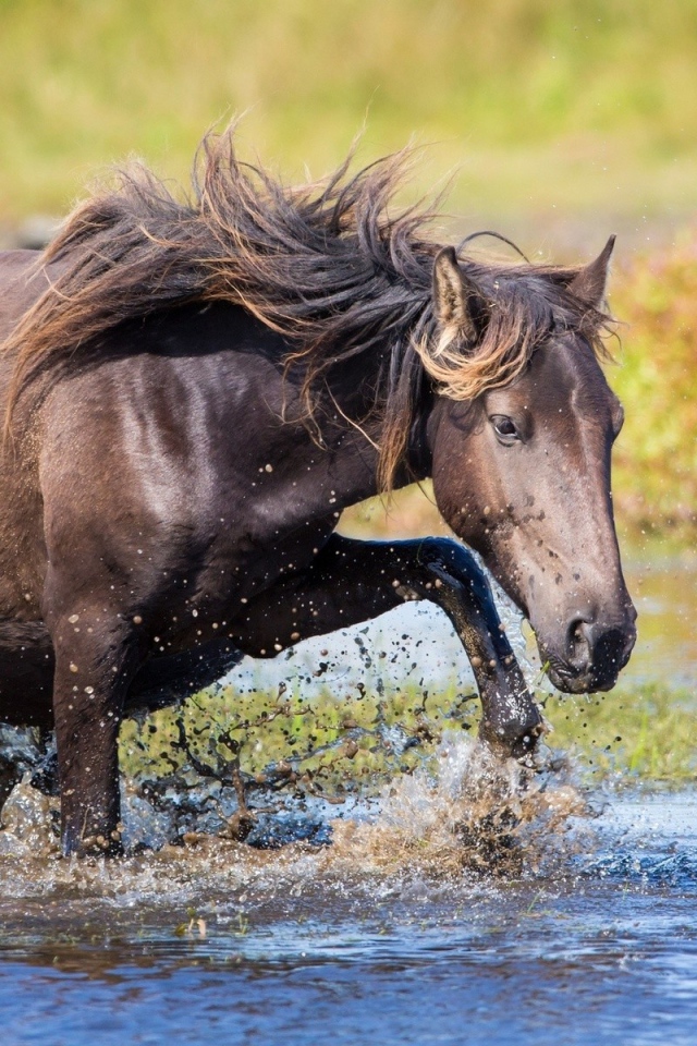 Конь пробирается через ручей