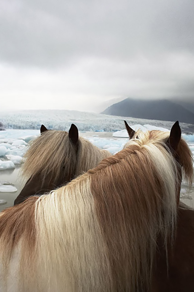 Две лошади на фоне льдов