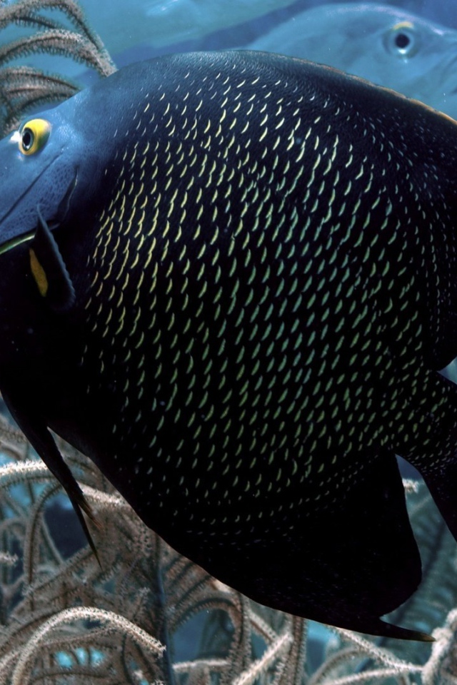 Черная тропическая рыбка