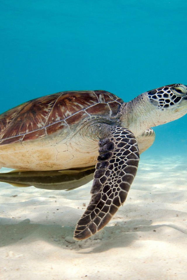 Зеленая морская черепаха