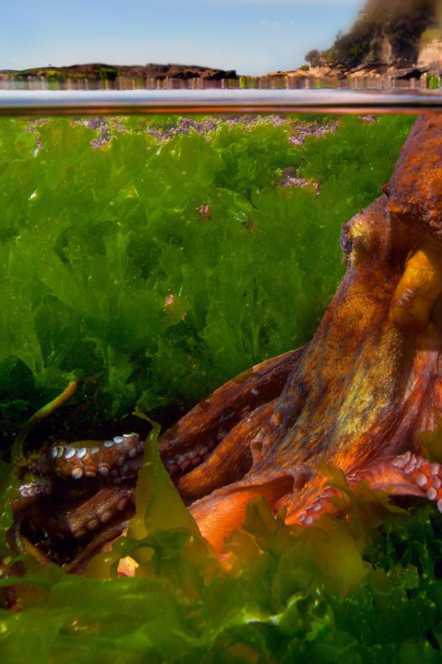 Осьминог в зарослях водорослей