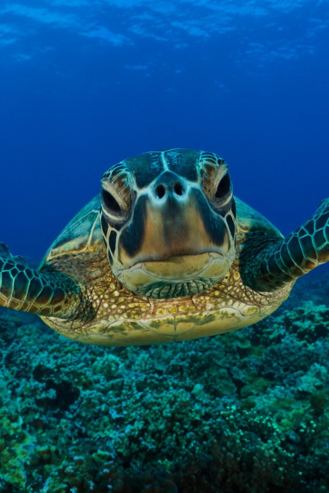 Морская черепаха плывет под водой