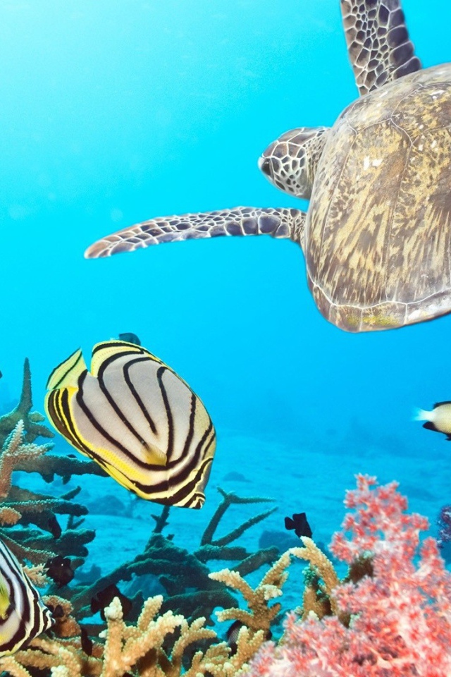Черепаха в тропиках среди рыб