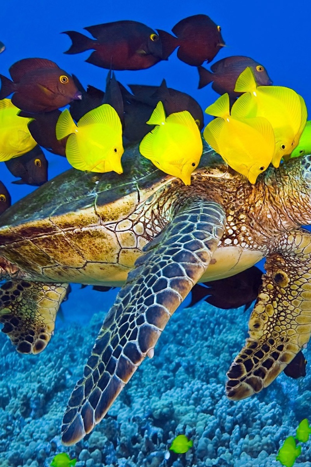 Черепаха плывет в окружении желтых рыб