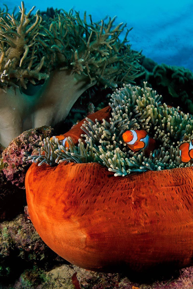 Underwater life on coral reefs