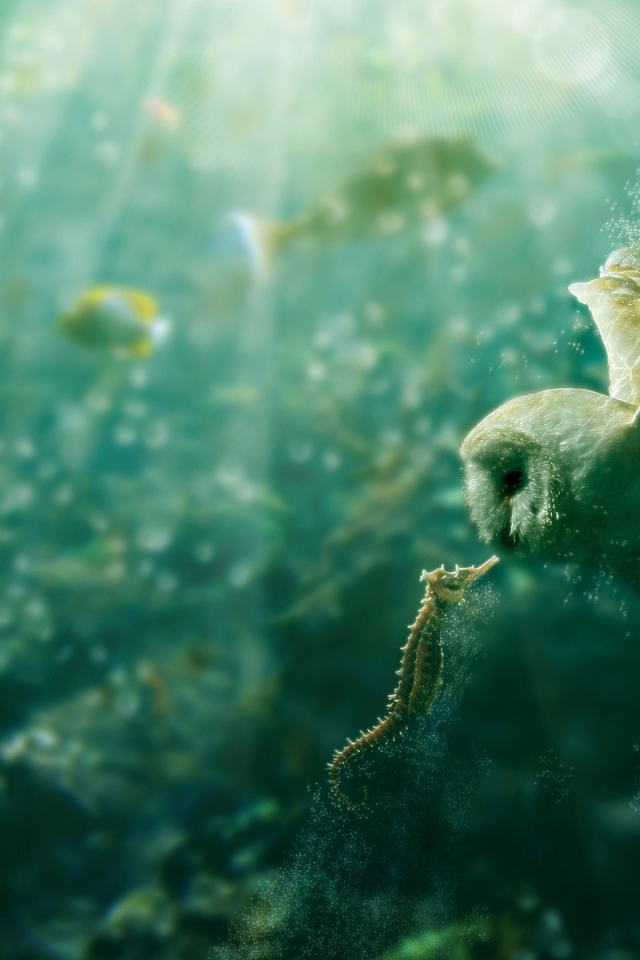Owl and seahorse under water