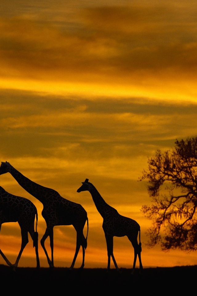 Семья жирафов в Африке на закате