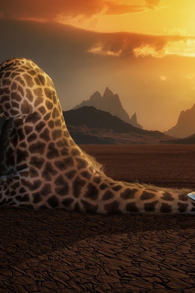 Жираф пьет воду в пустыне