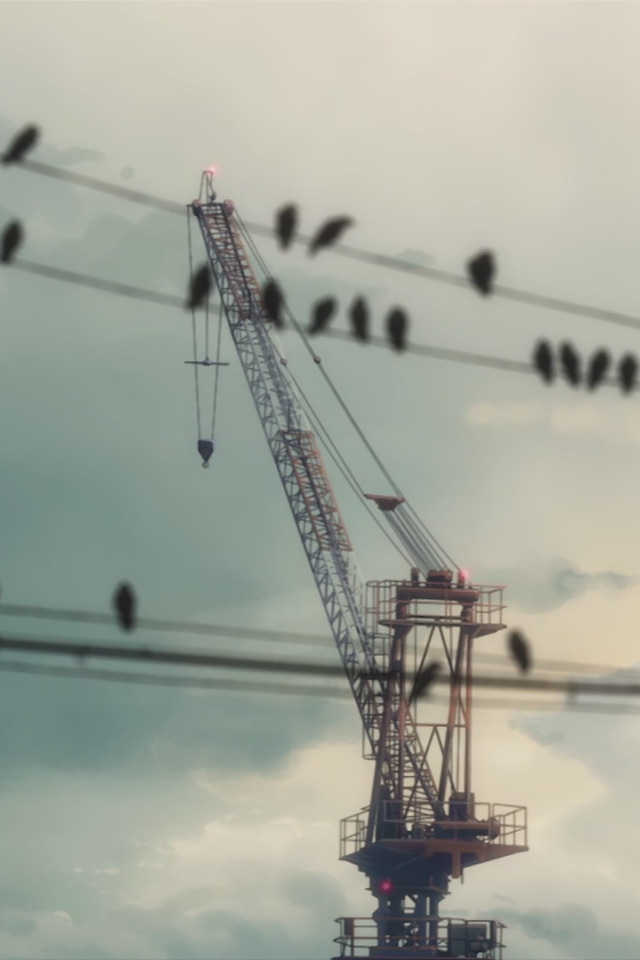 Птицы сидят на проводах на фоне строительного крана