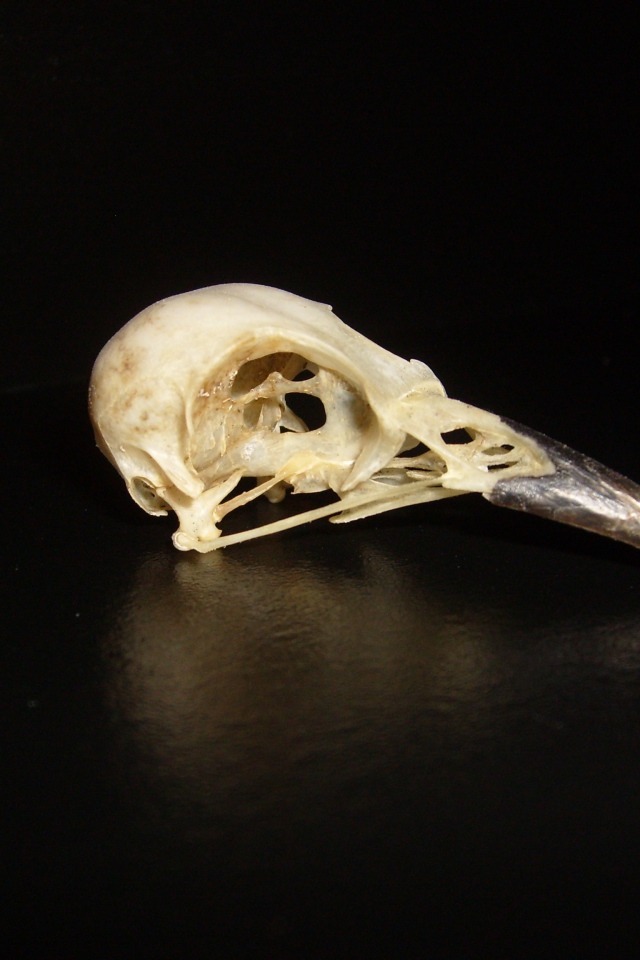 The skull of the bird on black background