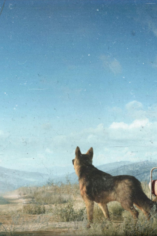 Собака встречает охотника в игре Fallout 4