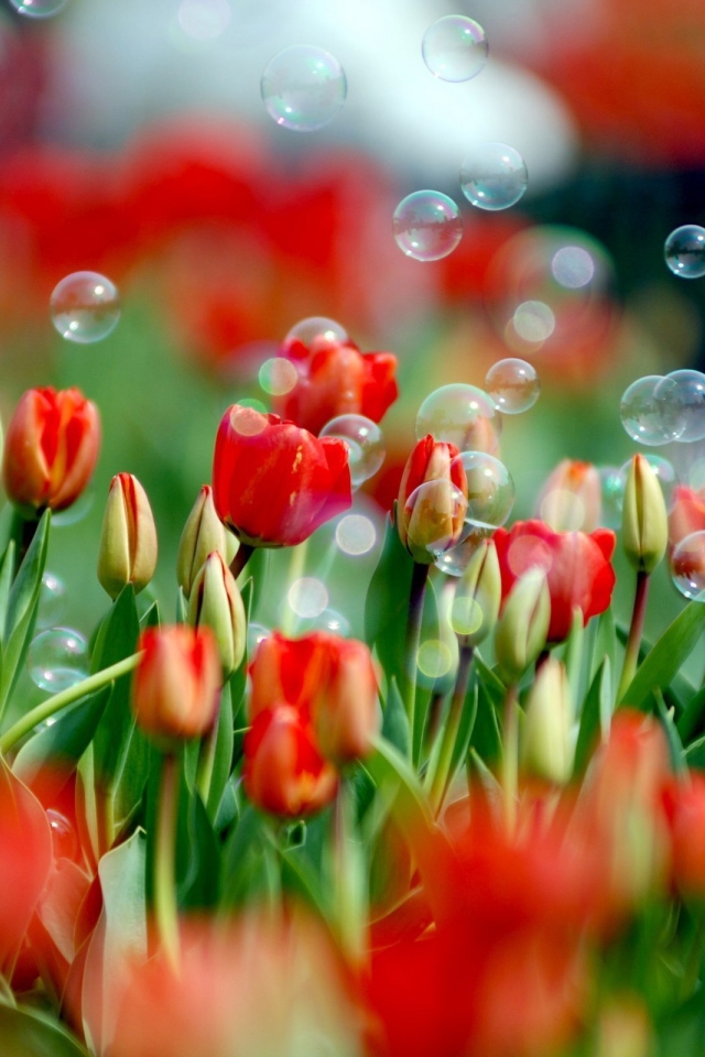 Мыльные пузыри на красных тюльпанах к 8 марта