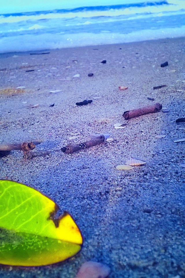Лист растения на песке пляжа