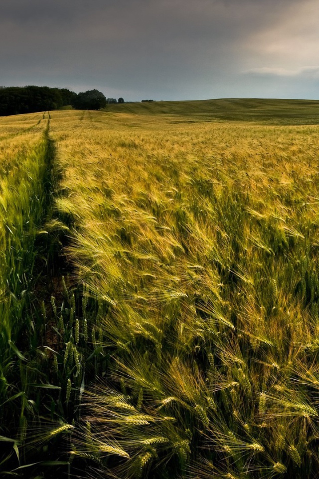 Ровные ряды колосков зеленой пшеницы