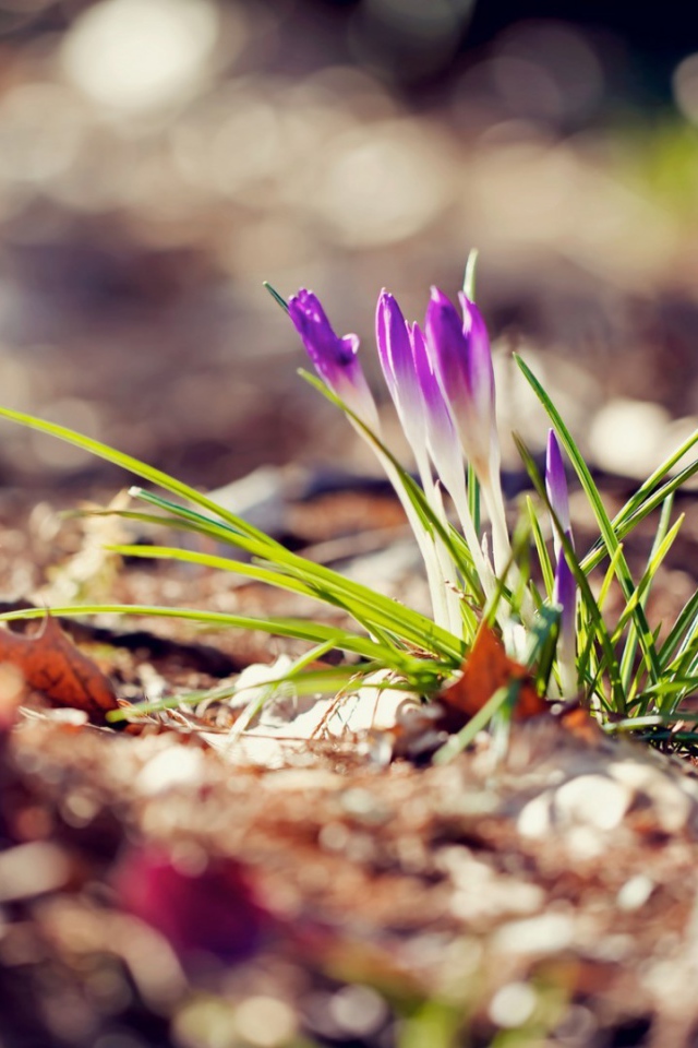 Маленький фиолетовый цветок на земле