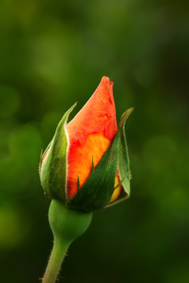 Бутон оранжевой розы на зеленом фоне