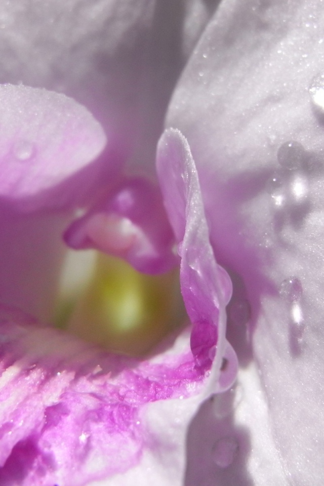 Капли влаги внутри нежно розового цветка