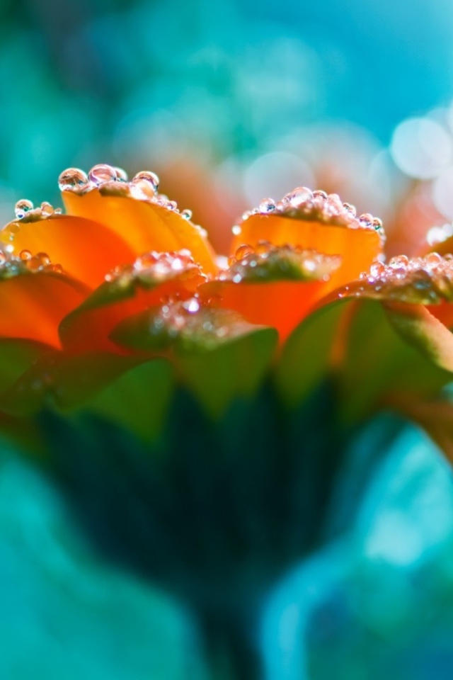 Капли на лепестках оранжевого цветка