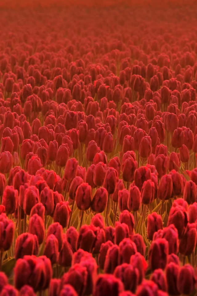 Поле красных тюльпанов в дымке