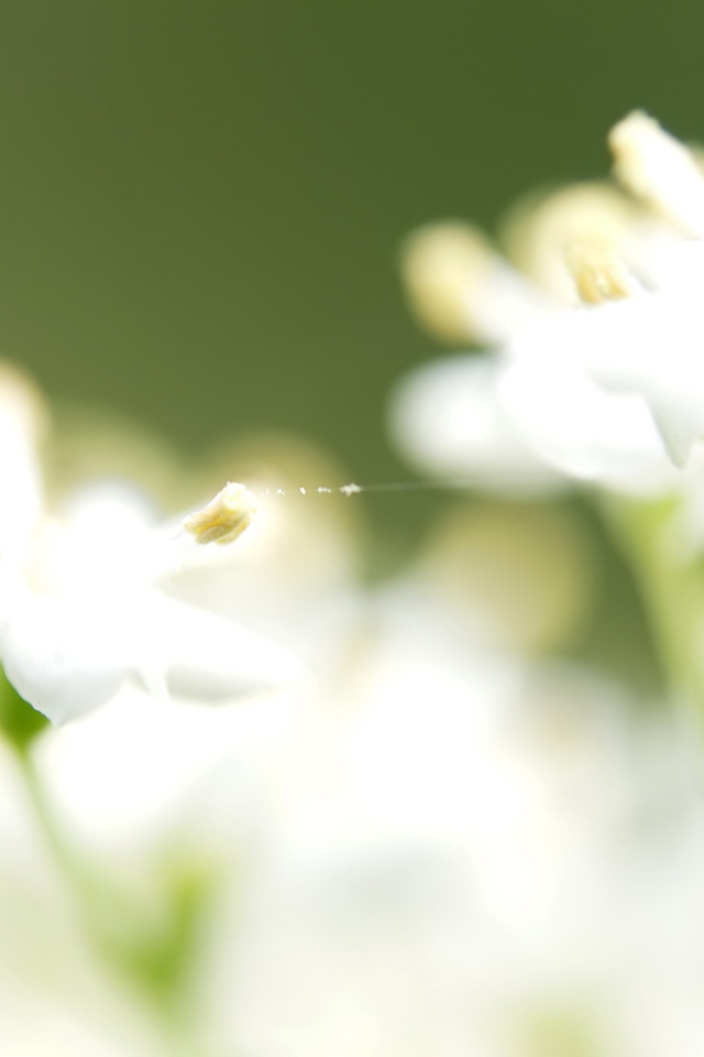 Паутинка на белых цветках