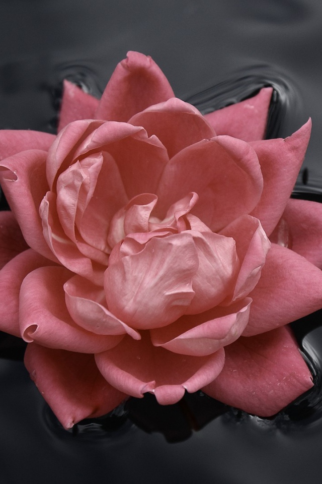 Розовая роза в черной воде