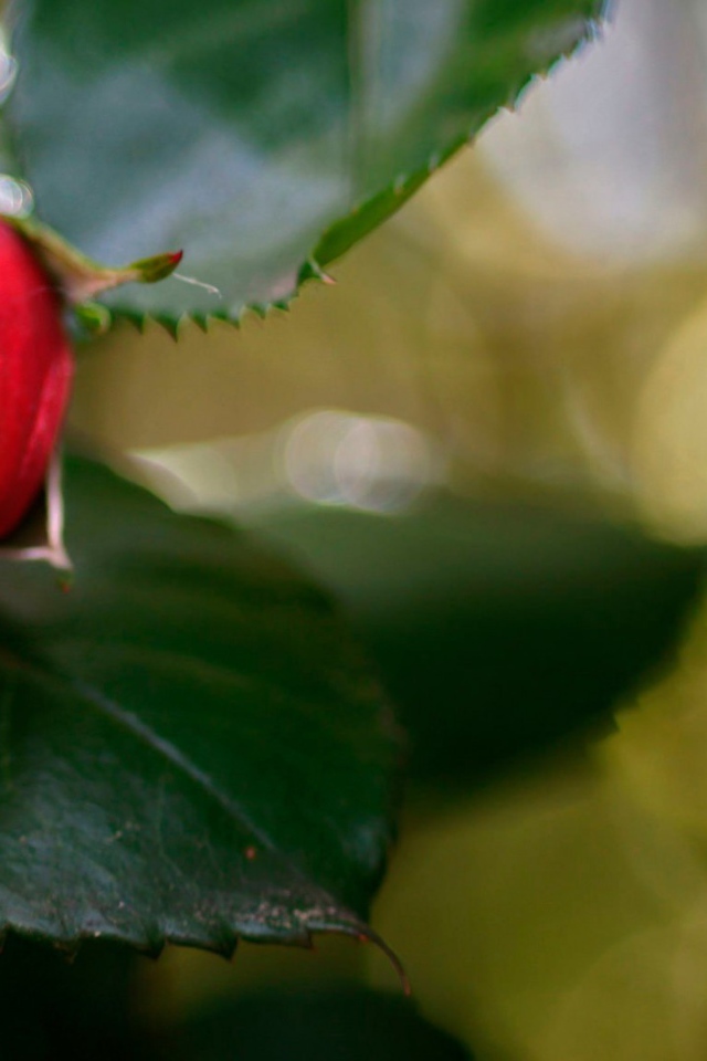 Нераскрывшийся бутон красной розы