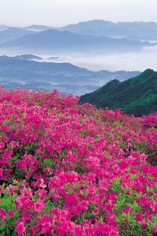 Буйное цветение розовых цветов в горах