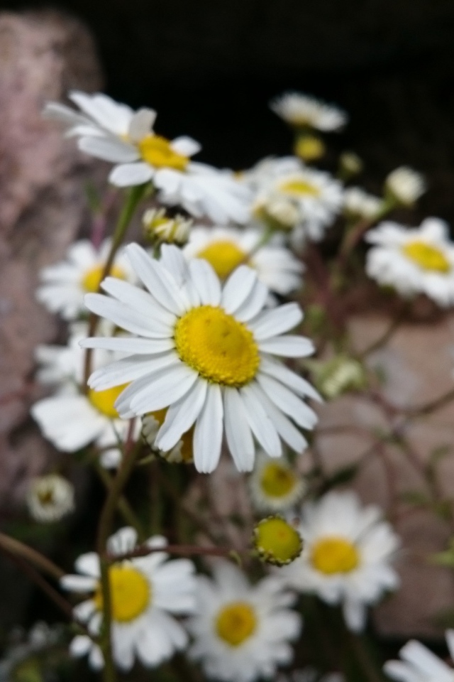 White daisies in stones