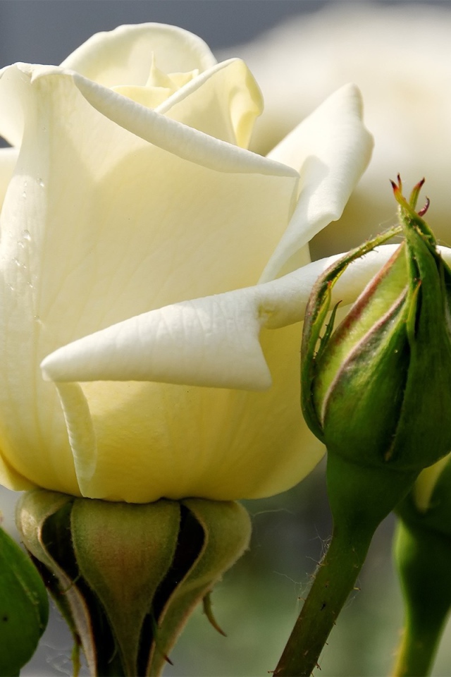 Белая роза между зелеными бутонами