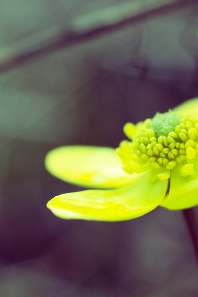 Желто зеленый цветок на сером фоне