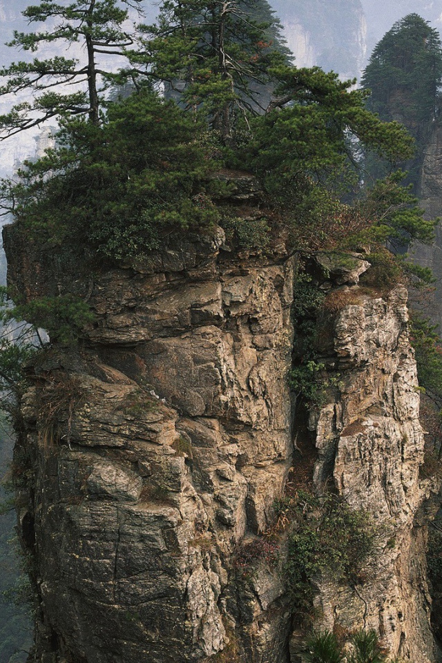 Растения на вершине вертикальной скалы