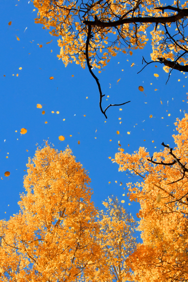 Осенний листопад на синем небе