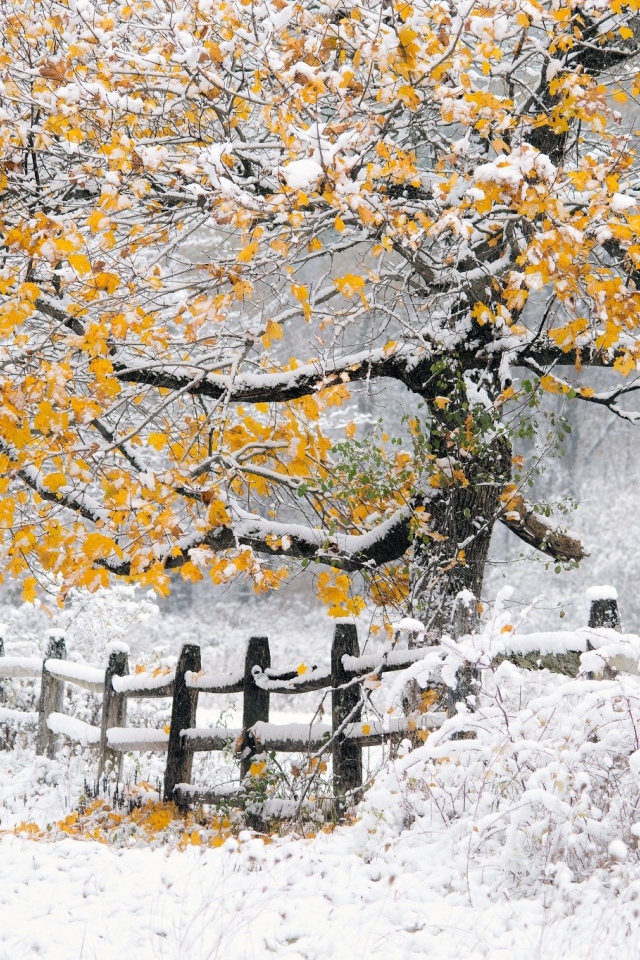 Осеннее дерево замело первым снегом
