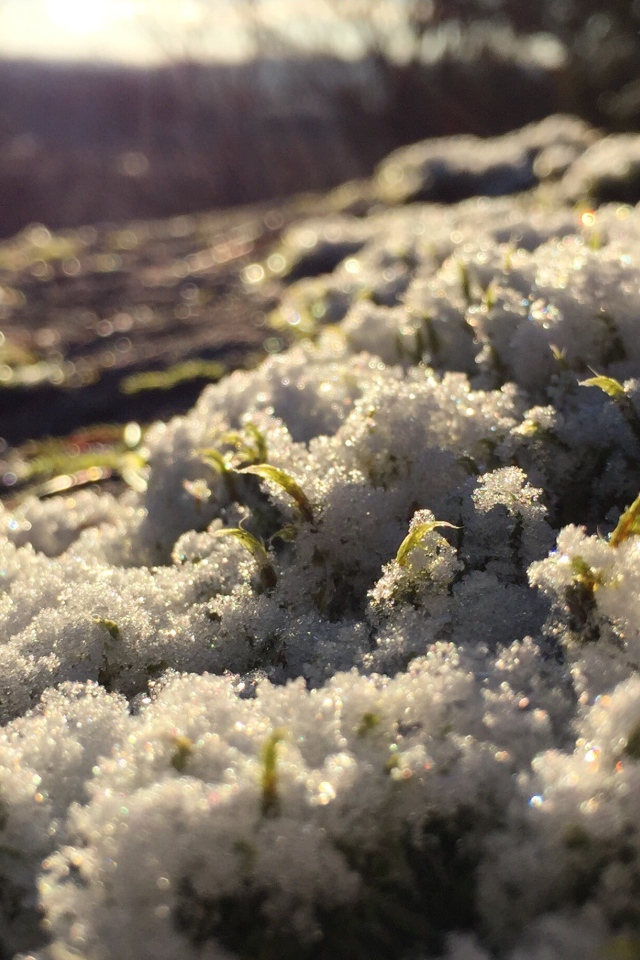 Spring sprouts breaking through the snow