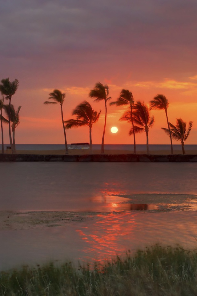 Ряд пальм на берегу моря на фоне заката