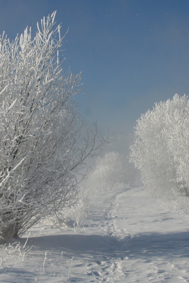 Тропа животных среди зимних деревьев
