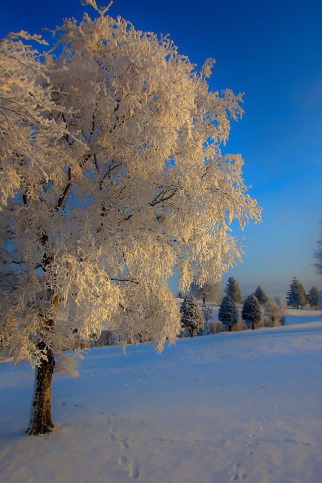 Следы зверей на снегу под деревьями